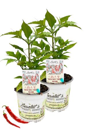 2er Set Salsa Chili - Fruity Volcano Chilipflanzen aus nachhaltigem Anbau