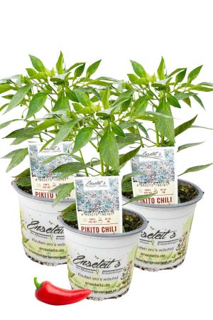 3er Set Pikito Chili Chilipflanzen für milde Genießer