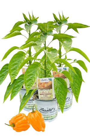 3er Set Burpees Tarantella F1 Chili Chilipflanzen mit leuchtend orangefarbener Frucht