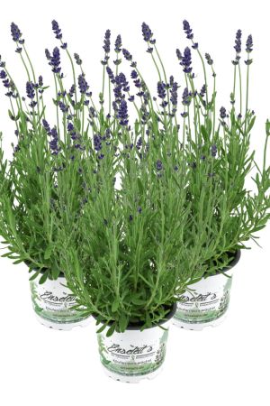 3er Set Lavendel Pflanze "Hidcote Blue" im 13cm Topf, Lavendula Angustifolia,  winterhart