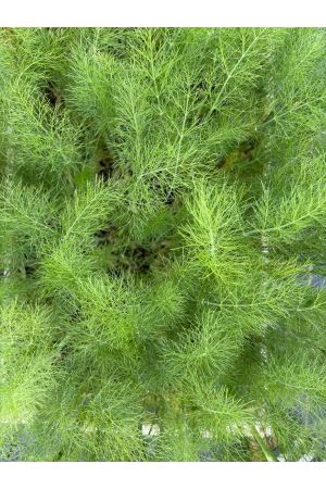 Knollenfenchel, 10 Jungpflanzen