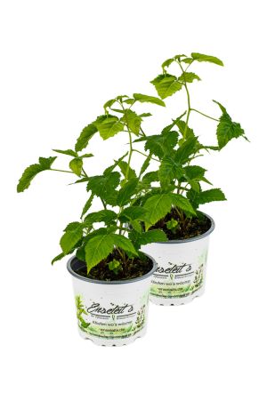 2er Set ZWERG BROMBEERE, RUBUS FRUTICOSUS ‘LITTLE BLACK PRINCE‘
