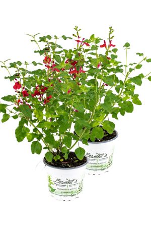 2er Set Johannisbeer-Salbei, Salvia microphylla, Kräuter Pflanze