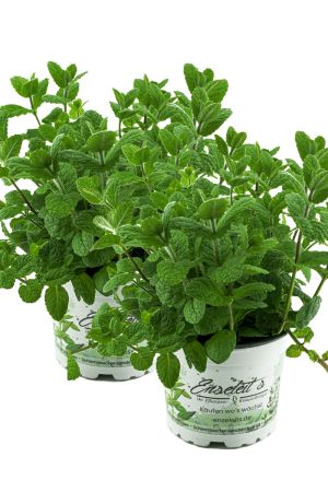 2er Set Apfel Minze,frische Apfelminze,Mentha suaveolens