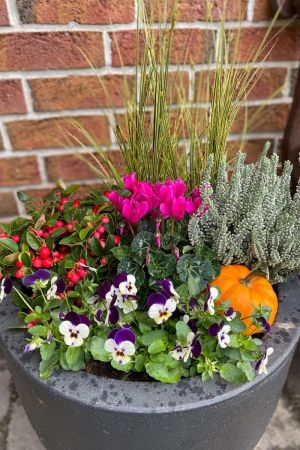 Herbst Blumen-Set für Kübel und Balkonkasten. 8 Pflanzen + Zierkürbis, Farbenfrohe Herbstblüher, Scheinbeere, Hornveilchen, Gräser, Sunset Girl, Zierkürbis & Alpenveilchen. 