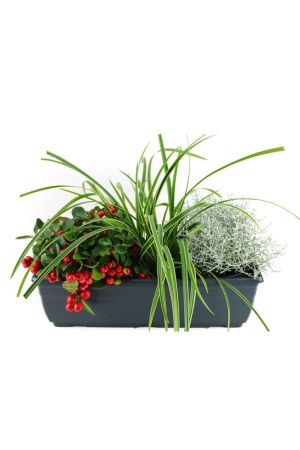 Herbst Balkonkasten 40cm breit,  Calocephalus brownii,  Ziergras & Scheinbeere