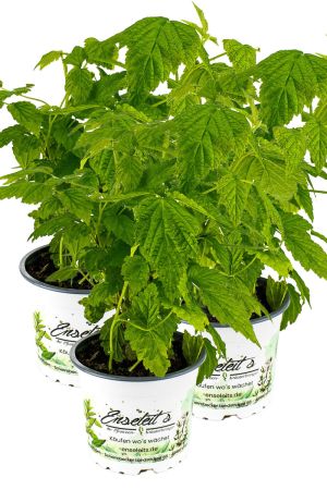 3er Set FRUCHTIGE HIMBEERE, RUBUS IDAEUS ‘LITTLE SWEET SISTER‘