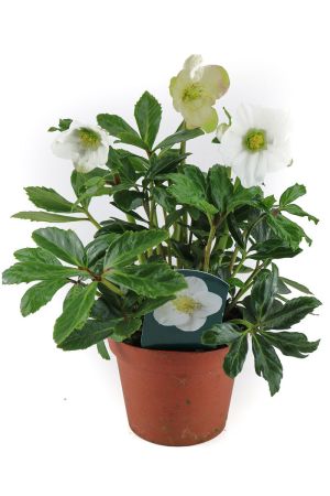 Helleborus niger, Christrose, Schneerose, Gärtnerqualität