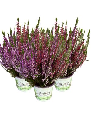 3 Calluna vulgaris, Winterheide dreifarbig rot-weiß-lila, Besenheide