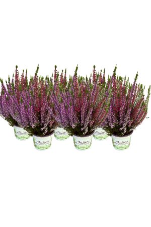 6 Calluna vulgaris, Winterheide dreifarbig rot-weiß-lila, Besenheide