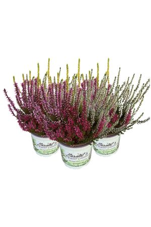 3 Calluna vulgaris, Winterheide dreifarbig gelb-weiß-rosa, Besenheide