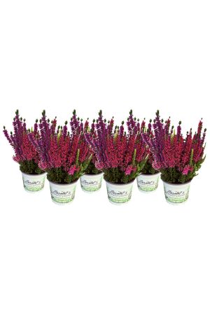 6 Calluna vulgaris Trios Milka, Besenheide, Winterheide, Beauty Lady´s im  Topf 