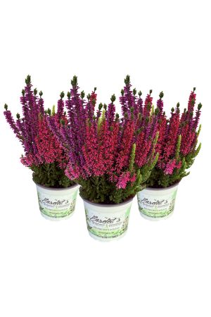 3 Calluna vulgaris Trios Milka, Besenheide, Winterheide, Beauty Lady´s im  Topf 