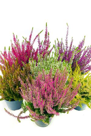 6er Callunen Set Mosaic, Besenheide, Winterheide, Calluna Vulgaris,  Beauty Ladys