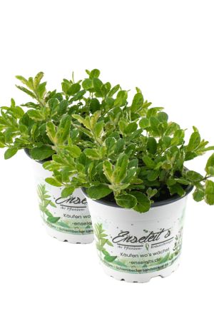 2er Set Ananas-Minze Ananasminze