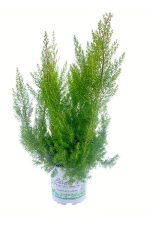 Erika arborea, Baumheide 1 Herbstpflanze Winterhart