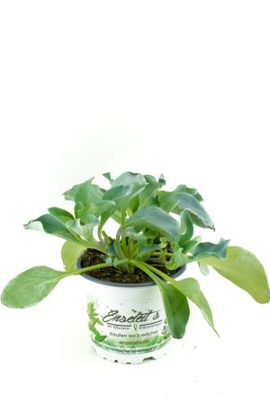 AUSTERNPFLANZE 'MERTENSIA MARITIMA'