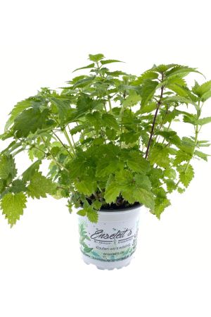 Kleine Brennessel (Urtica urens) Wildkräuter Pflanze im Topf aus der Gärtnerei Enseleit