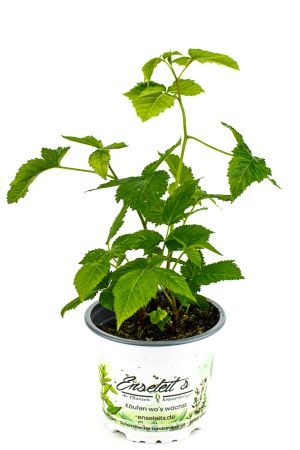 ZWERG BROMBEERE, RUBUS FRUTICOSUS ‘LITTLE BLACK PRINCE‘