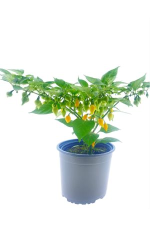 XXL Topf Tropfen-Chili ´Button yellow´ mit Früchten, Tropfenchili Pflanze aus Nachhaltigem Anbau!