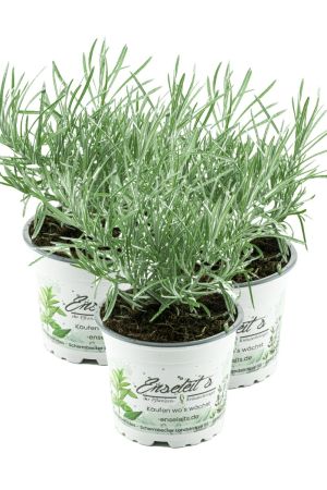 3x Currykraut Pflanze, Helichrysum angustifolia im 12 cm Topf, direkt aus der Gärtnerei Enseleit