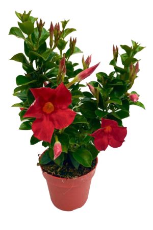 Dipladenia Sundaville, mediterrane Kletterpflanze, Rot im 13 cm  Topf
