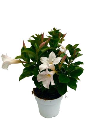Dipladenia Sundaville, mediterrane Kletterpflanze, Weiß im 13 cm  Topf
