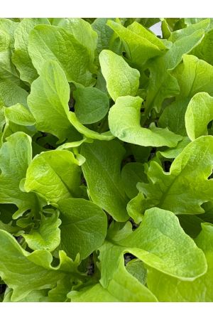 Eichblattsalat grün, 10 Salat Jungpflanzen, Pflücksalat Eichenlaubsalat, Lactuca sativa var. acephala