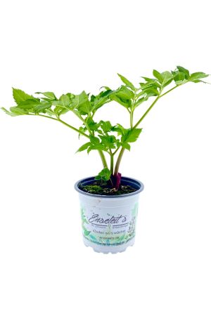 Echte Engelwurz - Angelica archangelica