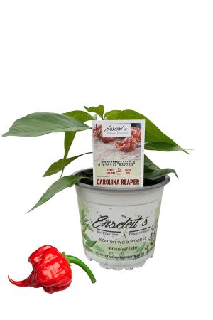 Carolina Reaper - Chili Pflanze aus der Gärtnerei Enseleit