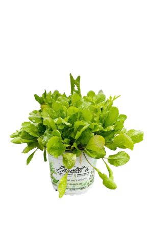 Gartenkresse aus nachhaltigem Anbau - frische Kräuterpflanze