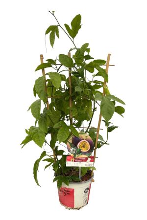 Maracuja Edulis - Passionsfrucht Pflanze aus der Gärtnerei