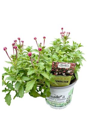 Sternbalsam Plectranthus neochilus Pflanze aus nachhaltigem Anbau