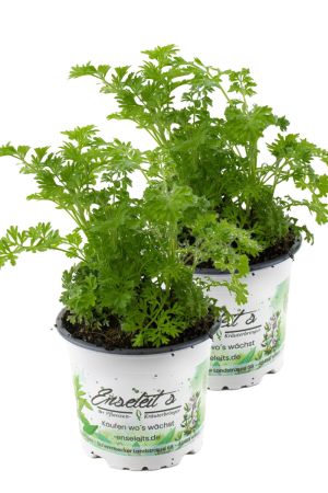 2er Set Wermut Pflanze, Marktfrische Kräuter Pflanze 