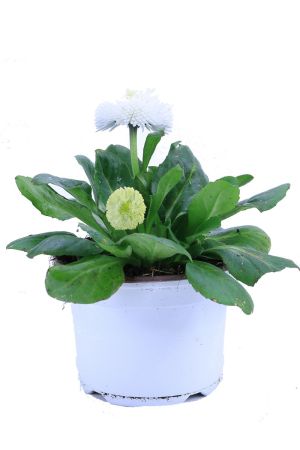 Bellis Perennis weiss, Bellis Pflanze Gänseblümchen aus eigener Gärtnerei ! 