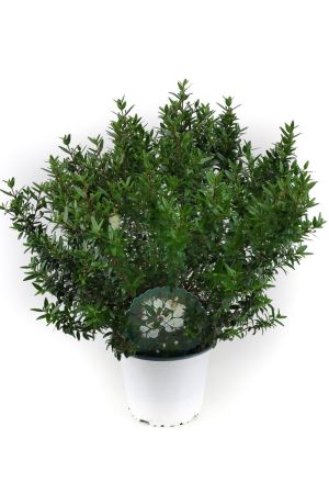 Braut - Myrte - Myrtus communis im XXL Topf, Brautmyrte, Gemeine Myrte 