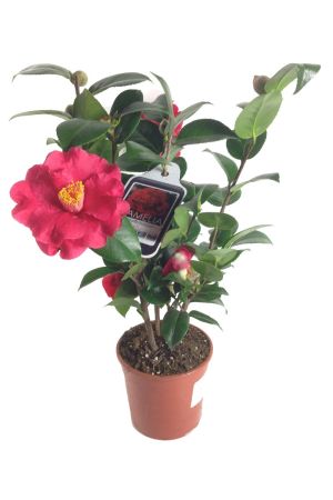 Kamelie Camelia japonica 45-55cm hoch, 1 Pflanze