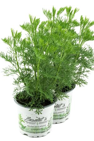 2er Set Cola-Strauch, Cola-Kraut im Topf, Artemisia abrotanum var. Maritima, frische Coca-Cola Pflanze direkt aus der Gärtnerei Enseleit
