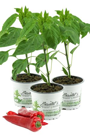 3x Spitzpaprika rot 'Conored F1', Capsicum annuum, frischer Paprika