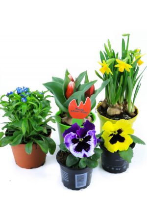 Frühlingsblumen Set C, Stiefmütterchen F1, Vergissmeinnicht, Tulpen & Narzissen