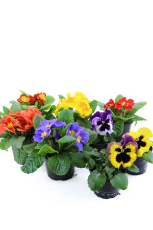 Frühlingsblumen Set H, Primeln & Stiefmütterchen 