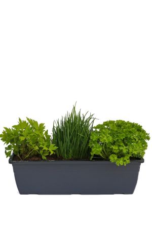 Kräuterkasten für "Salate & Suppen" 40cm Anthrazitkasten mit je 1er Kräuter Pflanze: Liebstöckel, Schnittlauch & Petersilie