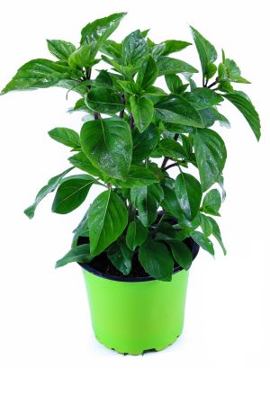 Krim-Basilikum '"Tauris®",  Basilikum Pflanze, Das Original !