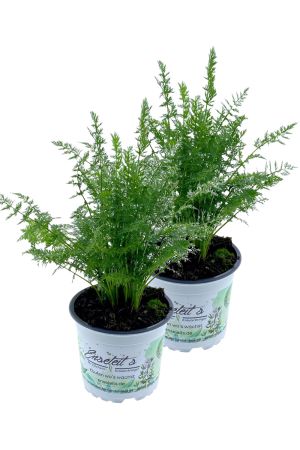 2er Set Kümmel Pflanze, aus Nachhaltigem Anbau!