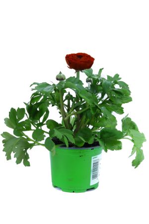 Ranunkeln, Ranunkel Rote Pflanzen im Topf  aus eigener Gärtnerei 