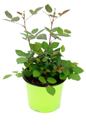 Rosella essbare Rose, Rosa Hybride Aus Nachhaltigem Anbau ! 