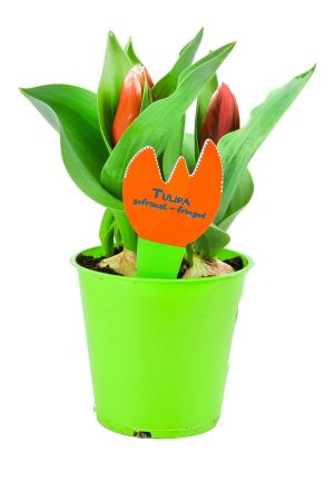 Tulpen Pflanzen, Tulpe Rote Pflanze im Topf  aus eigener Gärtnerei 