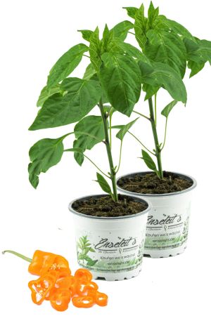 2x Spitzpaprika orange 'Coronor Orange F1', Capsicum annuum, frischer Paprika aus der Gärtnerei Enseleit