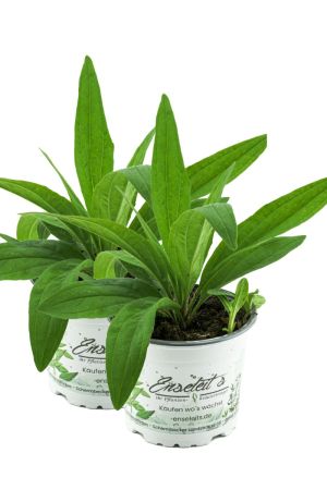 2er Set Spitzwegerich - Spitzwegerich Pflanze aus Nachhaltigem Anbau!