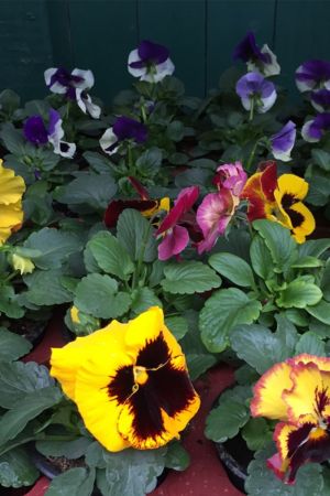 Stiefmütterchen, Viola wittrockiana F1 Hyb Großblumig, 12 bunte Veilchen Pflanzen